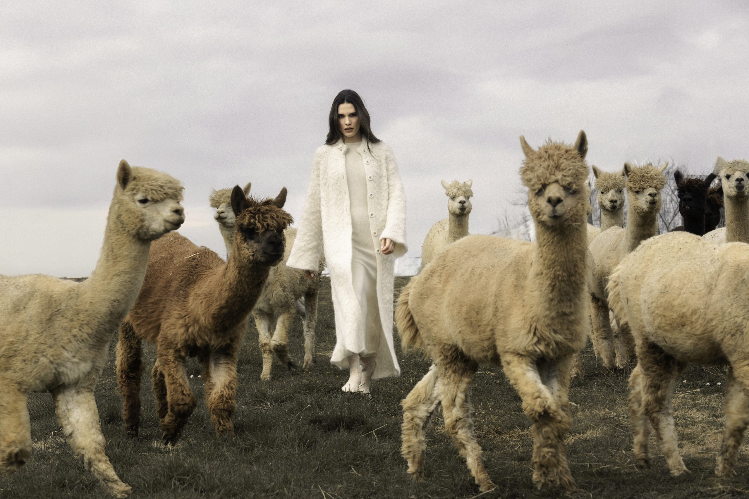 Cappotto bianco — branco di alpaca in movimento