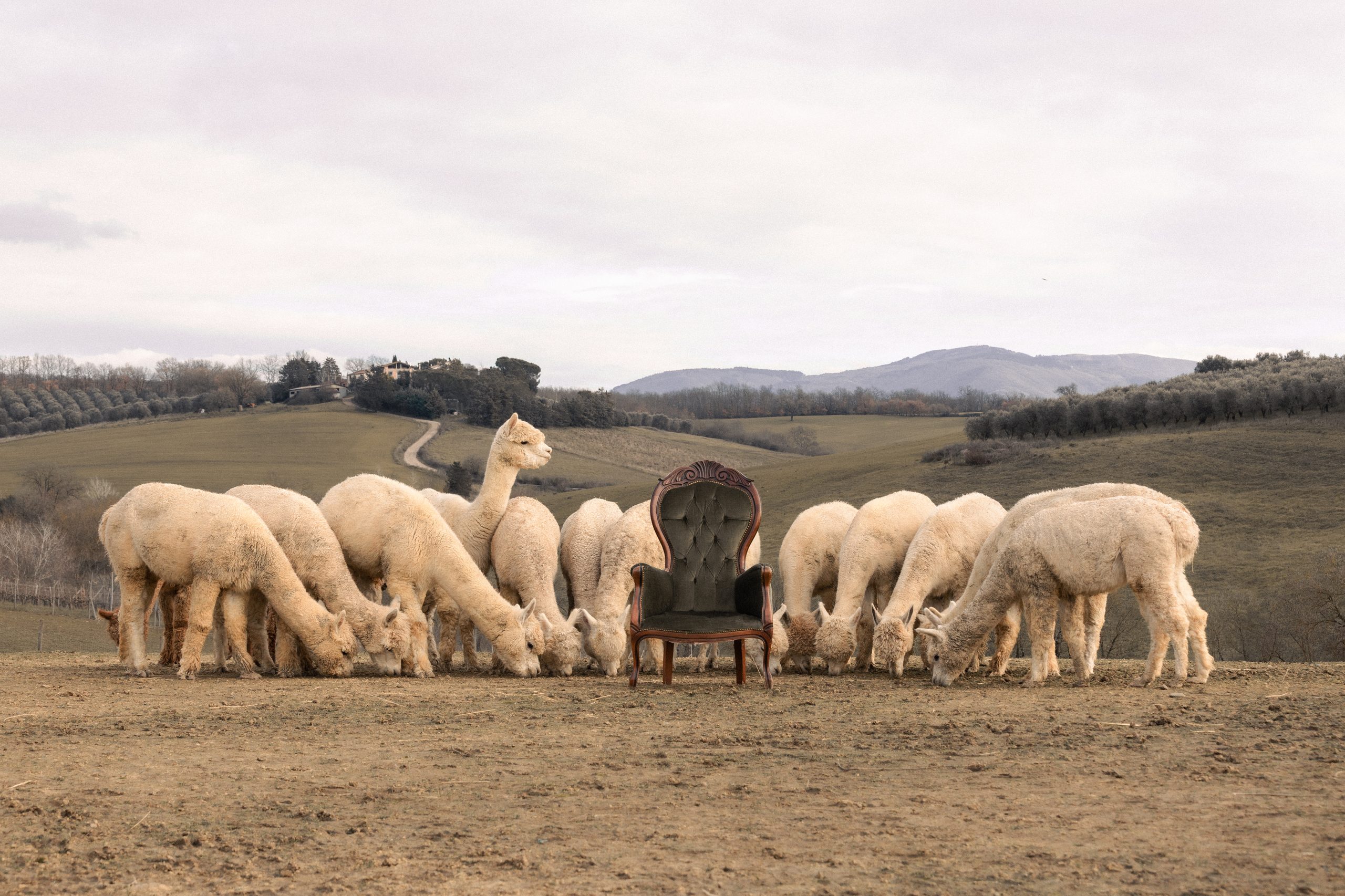 Il branco di alpaca attorno alla poltrona Amabre