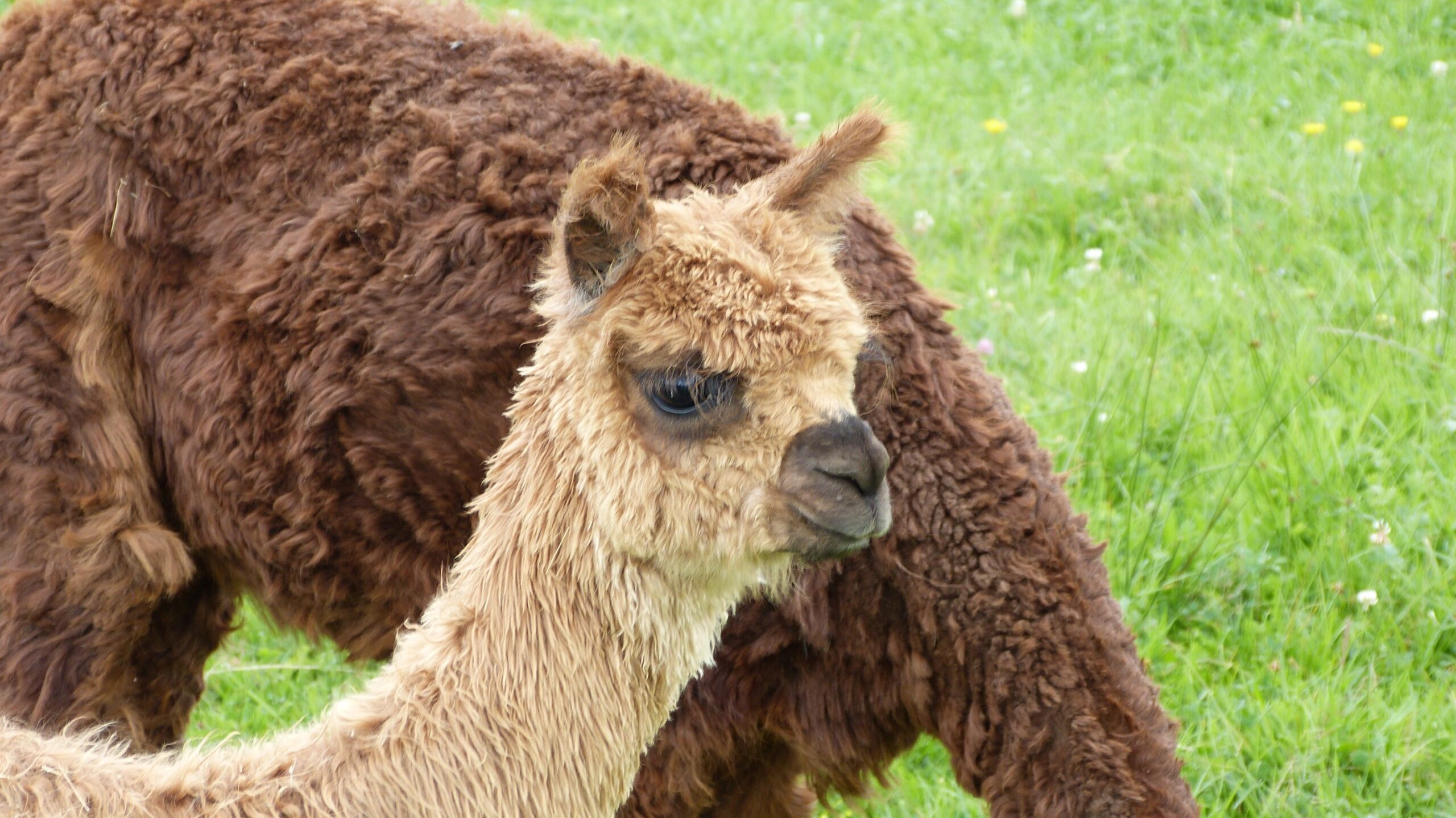 Alpaca Suri dalle lunghe ciocche setose che cadono verticalmente