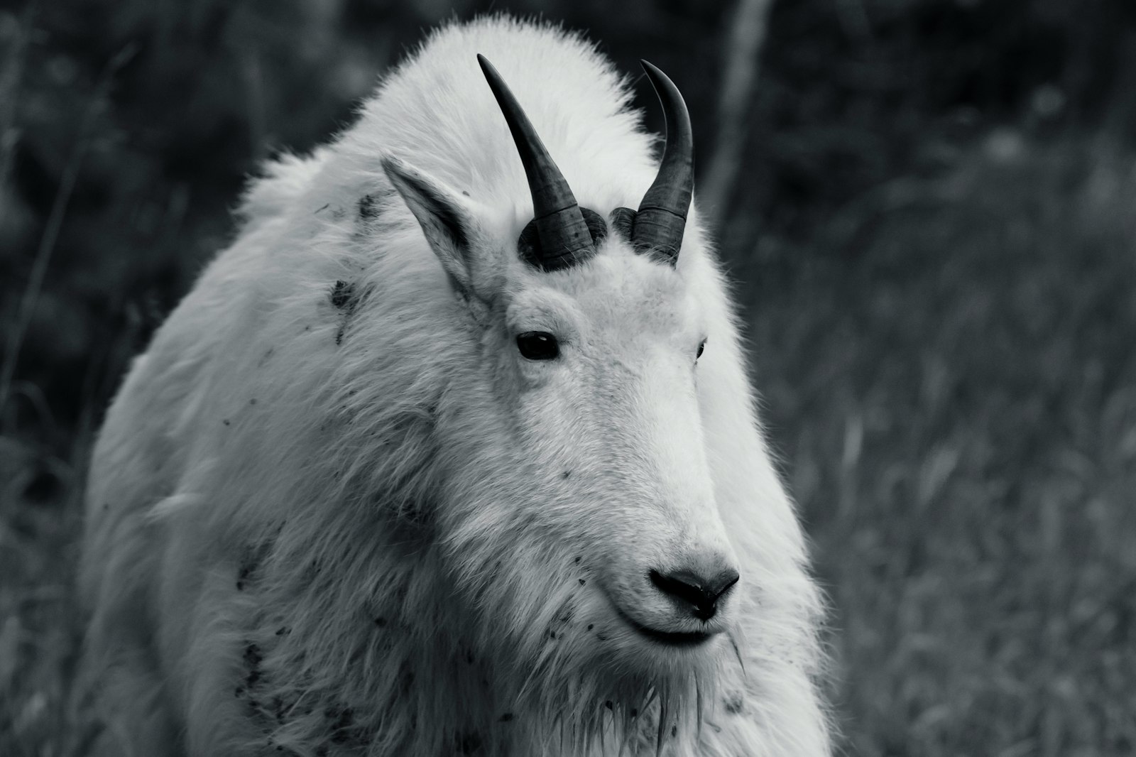 Capra dal manto candido, origine della fibra di cashmere