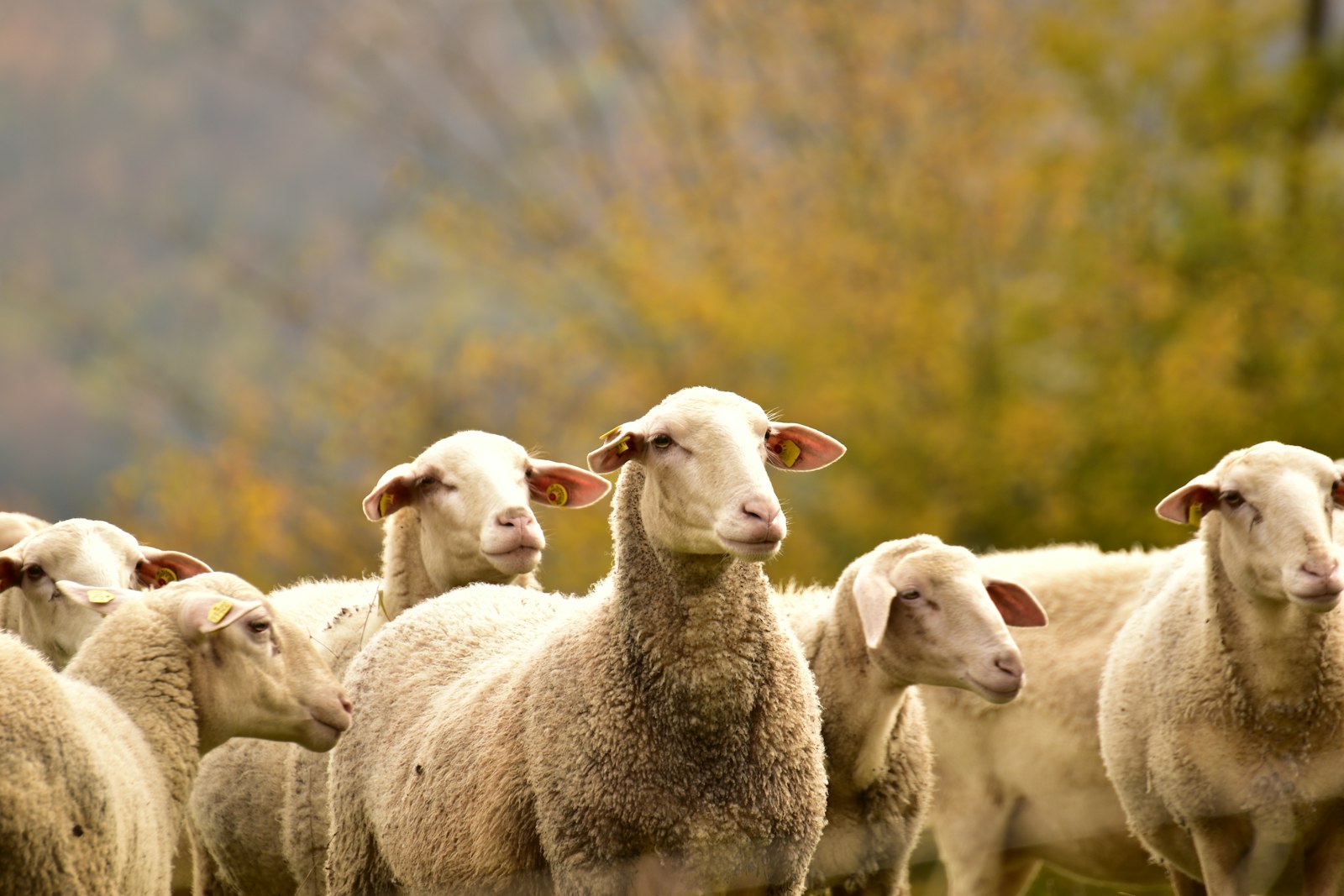 Gregge di pecore merino al pascolo