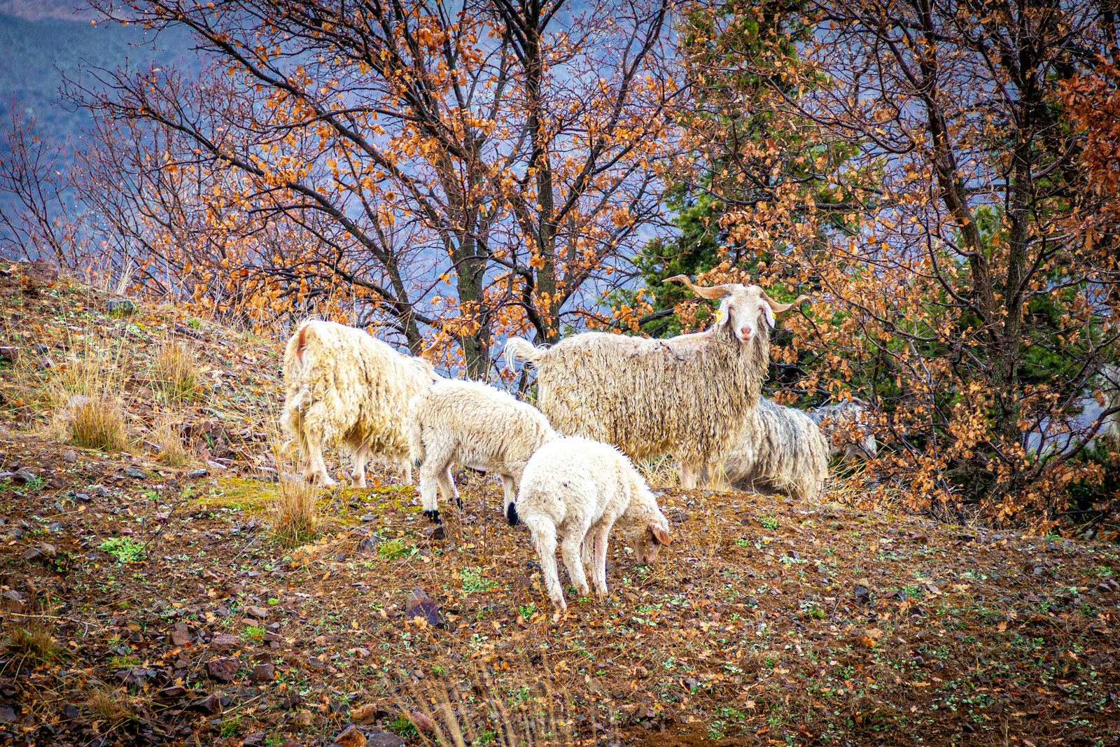 Capra d&rsquo;Angora dal vello riccio e lucente